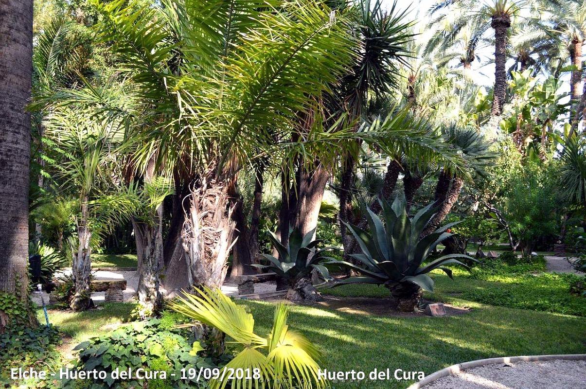 19 ELCHE HUERTO DEL CURA (42).JPG